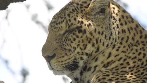Leopard Resting on Tree Branch Close Up Portrait in African Safari Wildlife 库存影片 311638216