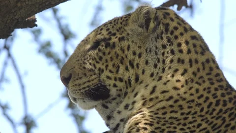 Leopard Resting on Tree Branch Close Up Portrait in African Safari Wildlife Video stock 311638217