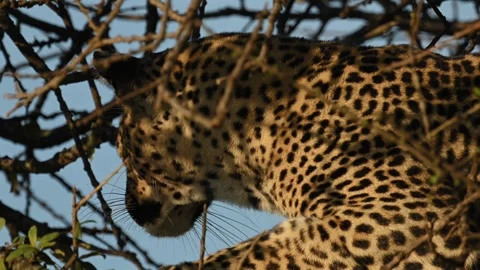 Leopard Resting on Tree Branch Close Up Portrait in African Safari Wildlife Stock-Footage 322087289