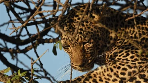 Leopard Resting on Tree Branch Close Up Portrait in African Safari Wildlife Stock-Footage 322087374