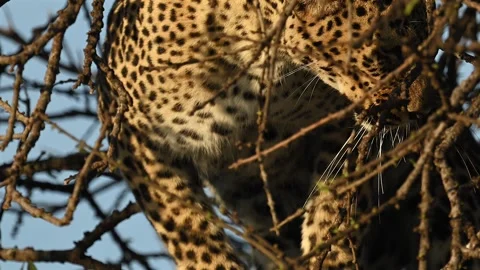 Leopard Resting on Tree Branch Close Up Portrait in African Safari Wildlife Stock-Footage 322087456