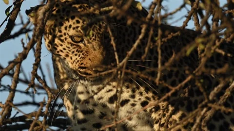 Leopard Resting on Tree Branch Close Up Portrait in African Safari Wildlife Stock-Footage 322087490
