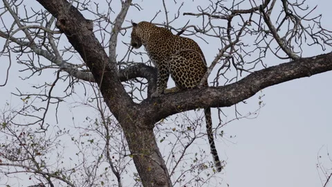 Leopard resting on tree branch at dawn, South Africa Stock Footage 318820608