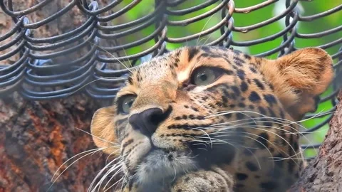 Leopard resting on tree branch in indian forest hd Stock Footage 171115674