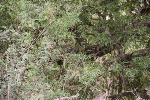 Leopard resting on tree branch, Kruger National Park, South Africa Stock-Fotos
