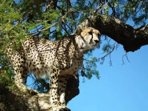 Leopard resting on tree branch in natural jungle setting Stock Photos