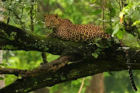 A Leopard resting on a tree branch Foto stock