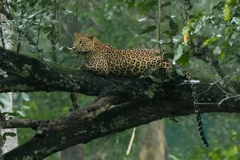 A Leopard resting on a tree branch Stock Photos
