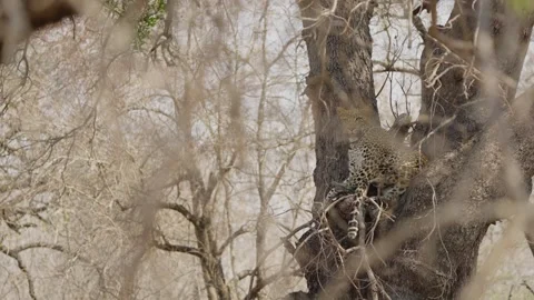 Leopard resting in tree canopy, scanning surroundings in Kruger National Park Stock Footage 332443652