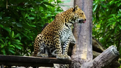 A leopard resting in a tree Stock Footage 93613765
