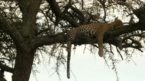 Leopard resting in tree Stock Footage 133846207
