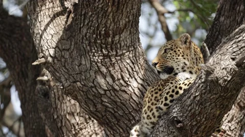 A Leopard resting in a tree Stock Footage 201005488