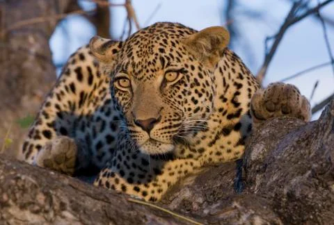 Leopard resting in tree Stock Photos
