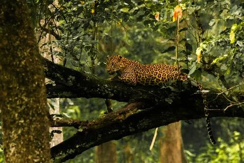 A leopard resting in a tree Stock Photos