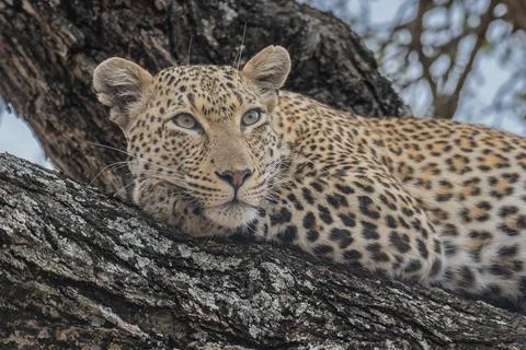Leopard resting in a tree Stock Photos