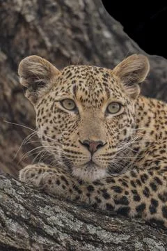 Leopard resting in a tree Stock Photos