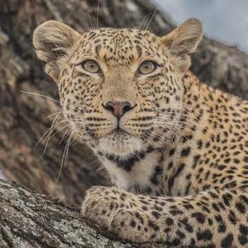 Leopard resting in a tree Stock Photos