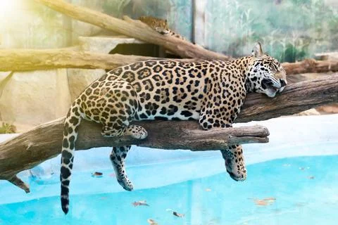 Leopard resting on tree Stock Photos