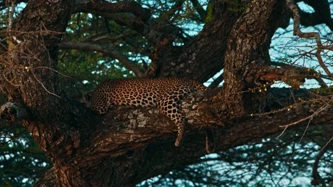 Leopard resting on a tree at sunset in Serengeti national park in Africa Stock Footage 88192029