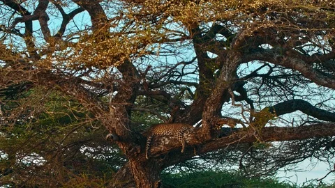 Leopard resting on a tree at sunset in Serengeti national park in Africa Stock Footage 88192291