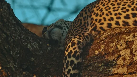 Leopard resting on a tree at sunset in Serengeti national park in Africa Stock Footage 88193051