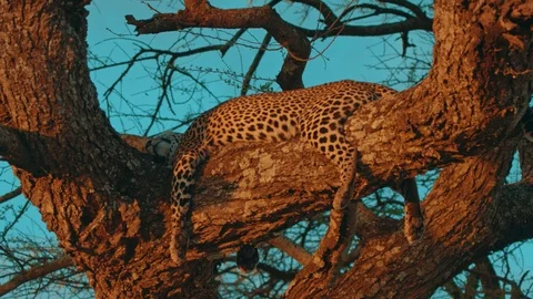 Leopard resting on a tree at sunset in Serengeti national park in Africa Stock Footage 88193603
