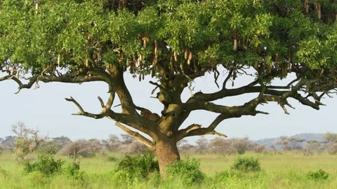 Leopard resting on a tree in a Tanzanian forest. Stock Footage 221240778