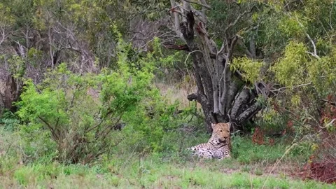 Leopard Resting Under Tree in Wild Video stock 328957769