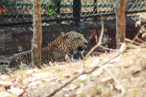Leopard resting in a zoo Foto stock