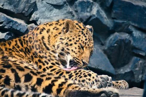 Leopard resting in the zoo Foto stock