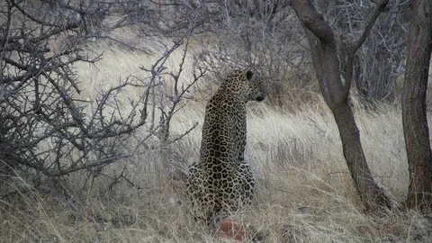 A leopard rests after a failed hunt Stock Footage 98594174
