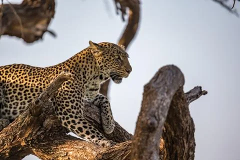 A leopard rests on the branch of a tree Stock Photos