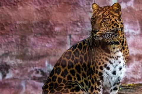 The leopard rests calmly in front of an old, weathered brick wall, its gaze.. Stock Photos