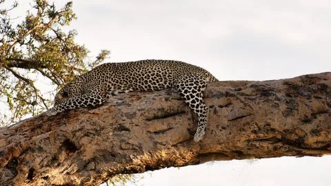 A leopard rests elegantly on a sturdy branch amidst the beauty of its natural Stock Photos