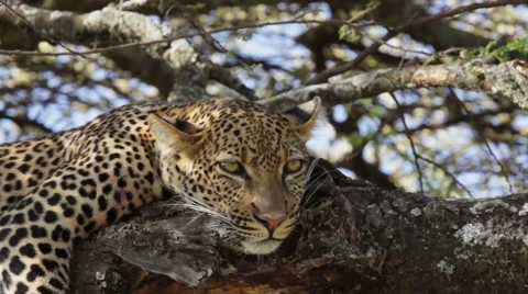 LEOPARD RESTS HEAD ON TREE Video stock 48475640