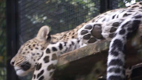 Leopard rests in his cage  Stock Footage 89735026