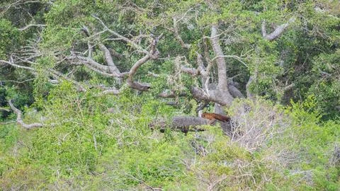 A leopard rests on a large tree branch at Yala National Park, Sri Lanka, blen Stock Photos
