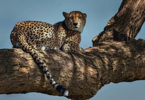 Leopard rests laying on a tree branch Stock Photos