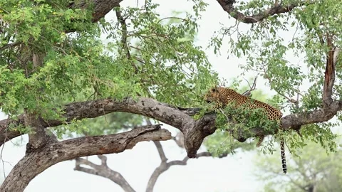 Leopard rests safely on deciduous tree branch among green leaves Stock Footage 336659459