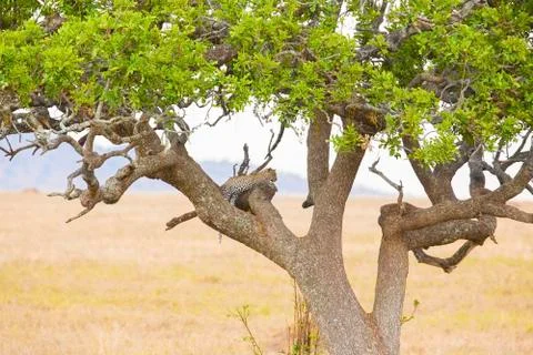 Leopard rests in tree after meal Stock Photos