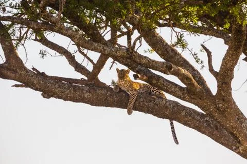 Leopard rests in a tree after meal Stock Photos