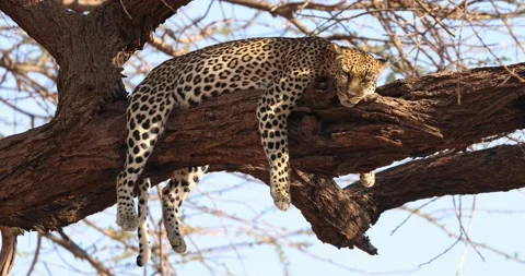 A leopard rests in a tree Stock Footage 209171006