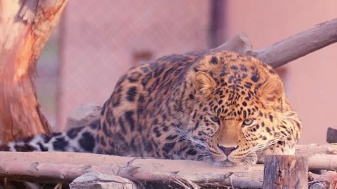 A leopard rests on a tree in a nature reserve. Stock Footage 263912829
