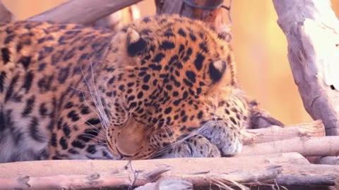A leopard rests on a tree in a nature reserve. Stock Footage 263912892