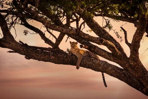Leopard rests in a tree at sunset Stock Photos