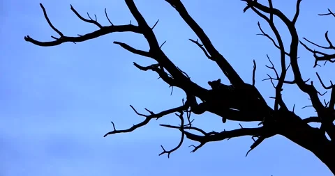 A leopard rests in a tree in the Tsavo Game Reserve Stock Footage 196011032