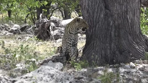 Leopard rises to seated posture, alert gaze — Part 30 Stock Footage 320790310