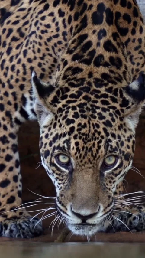 Leopard on the river bank Stock Footage 318770922