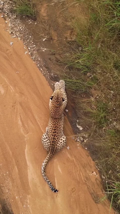 Leopard on the road Video stock 330048840