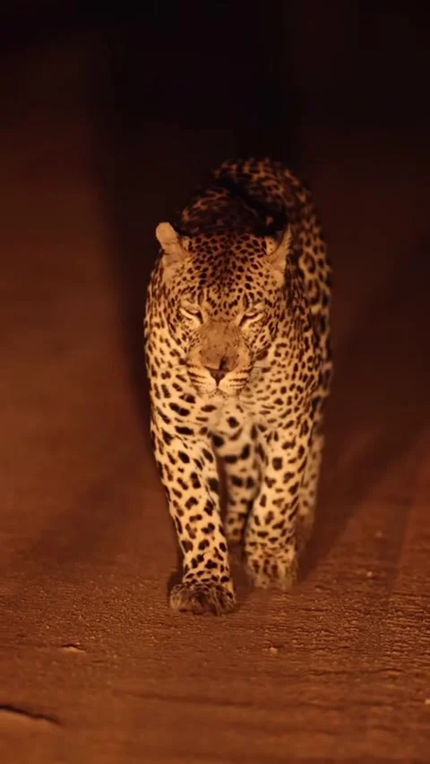 Leopard on the road 스톡 동영상 331858493